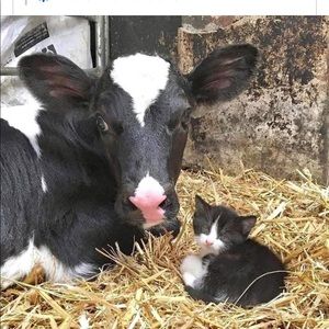 Meet your Posher, Bonnie